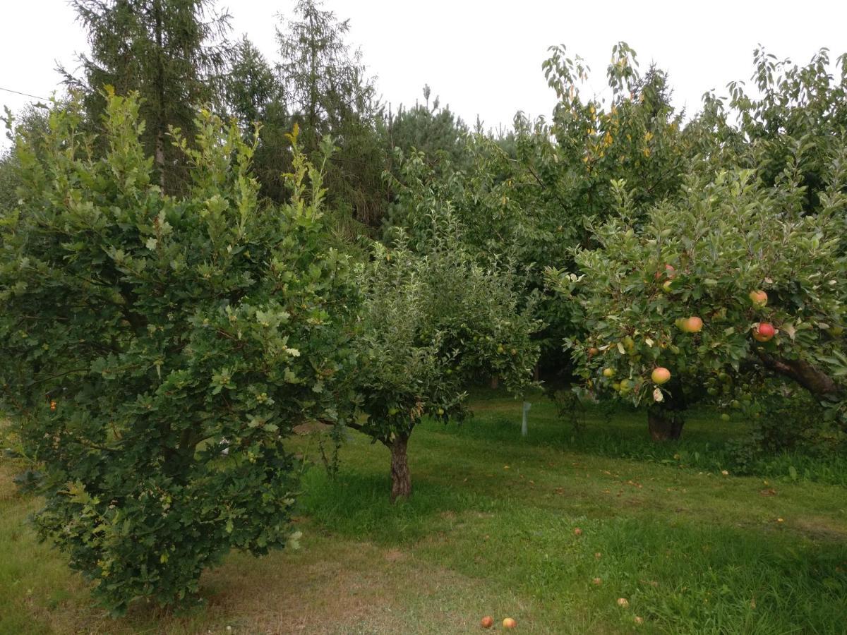 Agroturystyka Pod Czarna Sosna Bialy Lug Extérieur photo